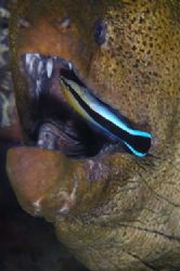 Moray eel being clean by a cleaner wrasse. D70,105mm,Kapa... by Frankie Tsen 
